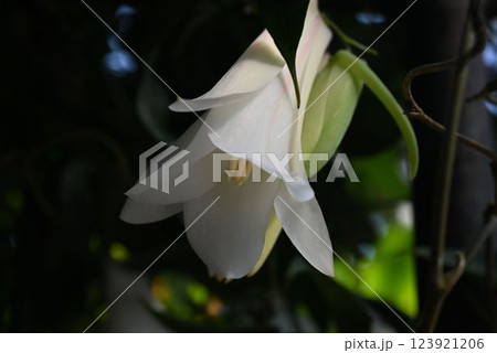 南アメリカ原産のハチドリに受粉される白色の花が綺麗なつる性植物のツバキカズラ 123921206