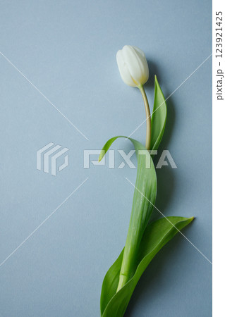 White tulip on light blue background with copy space White tulip on light blue background with copy space 123921425