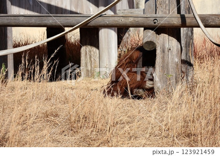 オランウータン オランウータン 123921459
