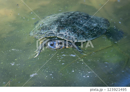 公園の池　水面に浮かぶ一匹のカメ 123921495