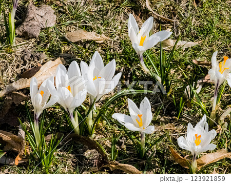 White crocuses in early spring. First spring flowers. Floral background 123921859