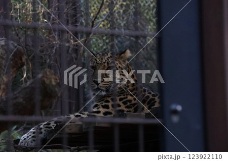 アムールヒョウ アムールヒョウ 123922110