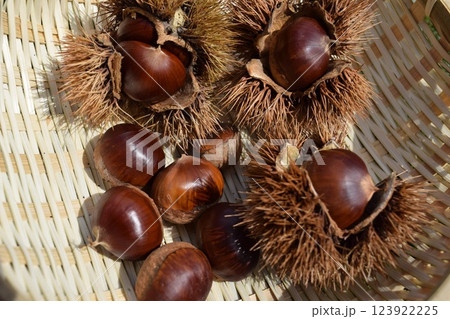 収穫した栗の実とイガ 123922225