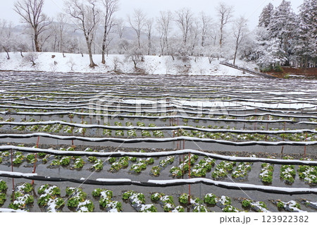 安曇野 雪の大王わさび農場 安曇野 雪の大王わさび農場 123922382