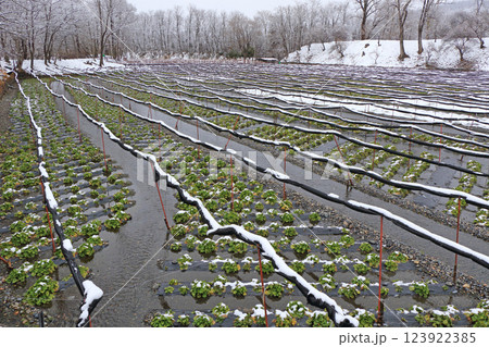 安曇野　雪の大王わさび農場 123922385