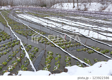 安曇野 雪の大王わさび農場 安曇野 雪の大王わさび農場 123922386