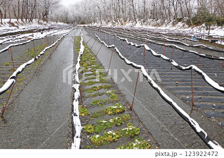 安曇野　雪の大王わさび農場 123922472