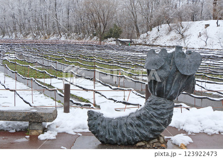 安曇野 雪の大王わさび農場 安曇野 雪の大王わさび農場 123922473