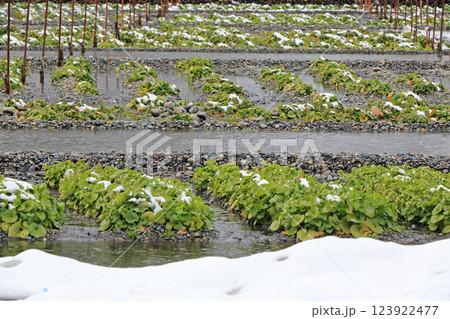 安曇野　雪の大王わさび農場 123922477