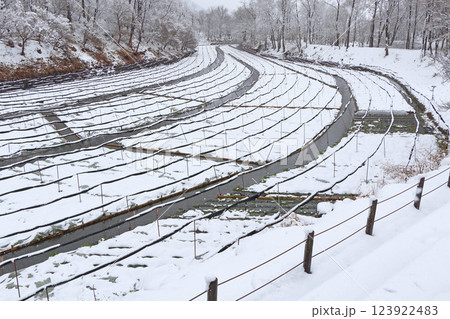 安曇野　雪の大王わさび農場 123922483
