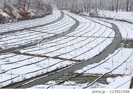 安曇野　雪の大王わさび農場 123922486