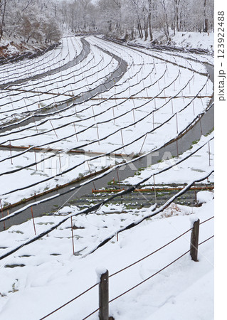 安曇野　雪の大王わさび農場 123922488