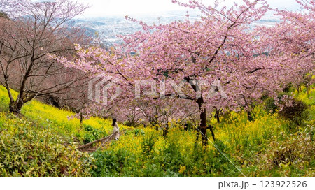 まつだの春 河津桜と菜の花のコラボ 西平畑公園 足柄上郡 神奈川県 日本 まつだの春 河津桜と菜の花のコラボ 西平畑公園 足柄上郡 神奈川県 日本 123922526