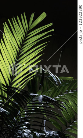 A single beam of light pierces the darkness, illuminating a solitary palm leaf A single beam of light pierces the darkness, illuminating a solitary palm leaf 123922890