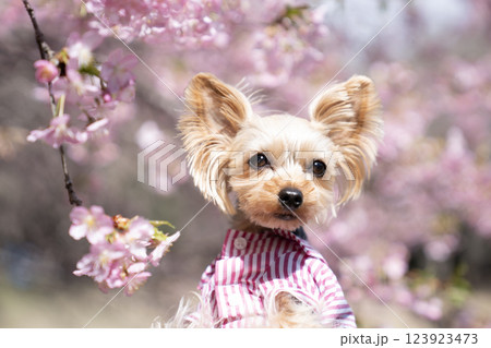 河津桜とヨークシャテリア 123923473