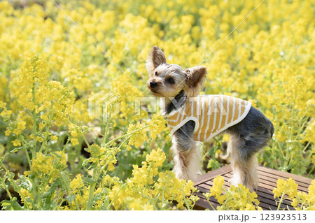 菜の花畑と黄色い服を着たヨークシャテリア 123923513