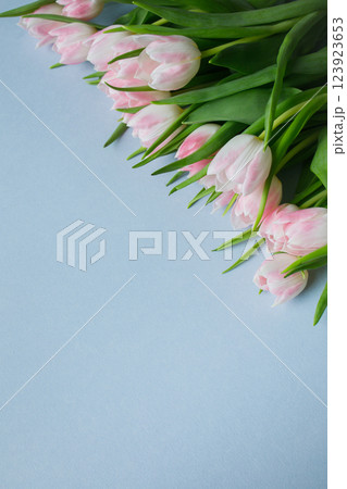 Light blue background with copy space and bunch of pink tulips in the corner Light blue background with copy space and bunch of pink tulips in the corner 123923653