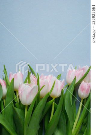 Many pink tulips on light blue background with copy space Many pink tulips on light blue background with copy space 123923661