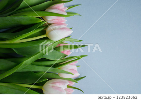 Pink tulips bouquet on light blue background close up with copy space 123923662