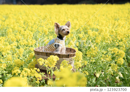 菜の花畑とカゴに入ったヨークシャテリア 123923700