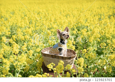 菜の花畑とカゴに入ったヨークシャテリア 菜の花畑とカゴに入ったヨークシャテリア 123923701