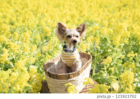 菜の花畑とカゴに入ったヨークシャテリア 菜の花畑とカゴに入ったヨークシャテリア 123923702