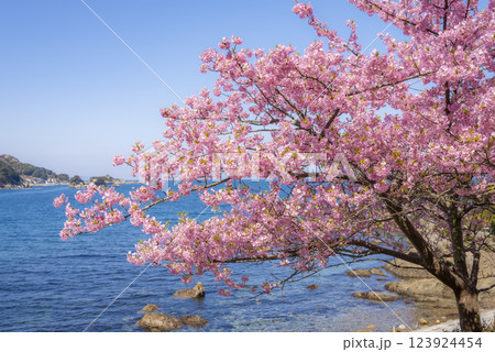 四浦半島の河津桜と青い海 123924454