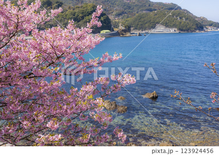 四浦半島の河津桜と青い海 123924456