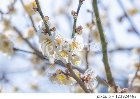 吉野梅園の梅の花 吉野梅園の梅の花 123924468