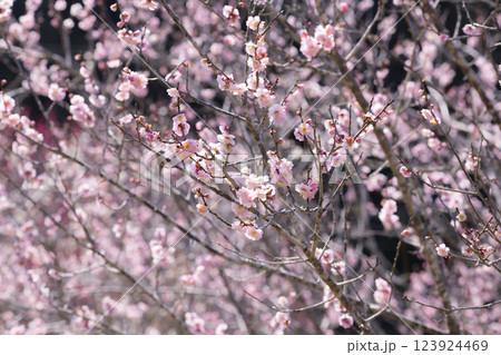 吉野梅園の梅の花 123924469
