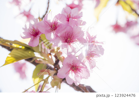 光あふれる河津桜 123924476