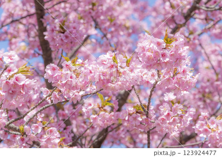 四浦半島に咲き誇る満開の河津桜と春の青空 123924477