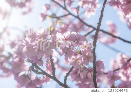 光あふれる河津桜 123924478