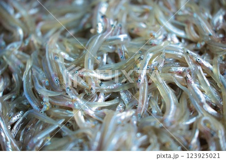 春の旬の魚は、瀬戸内のイカナゴ、新鮮な海の幸は貴重品、近年不良が続いている 春の旬の魚は、瀬戸内のイカナゴ、新鮮な海の幸は貴重品、近年不良が続いている 123925021