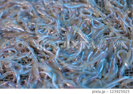 春の旬の魚は、瀬戸内のイカナゴ、新鮮な海の幸は貴重品、近年不良が続いている 春の旬の魚は、瀬戸内のイカナゴ、新鮮な海の幸は貴重品、近年不良が続いている 123925025