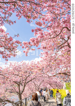 河津桜まつり 桜のトンネル 河津桜まつり 桜のトンネル 123925039