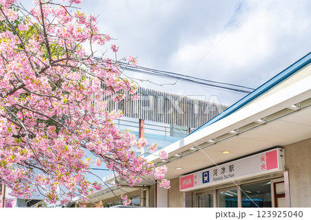 河津駅　駅舎　河津桜まつり　河津桜が咲き乱れる駅周辺 123925040