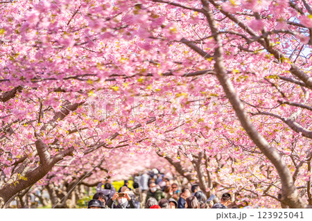 河津桜まつり 桜のトンネル 河津桜まつり 桜のトンネル 123925041