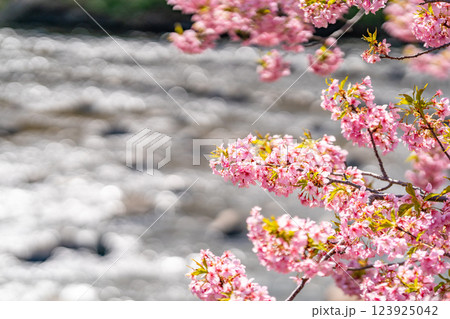 河津桜まつり　川辺に咲き誇る桜は必見 123925042