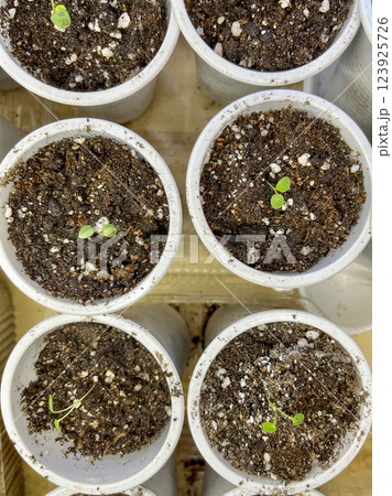 Sprout for planting in spring in warm soil Sprout for planting in spring in warm soil 123925726