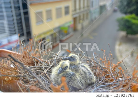 Two little squabs in the nest. Two days old baby pigeons. Pigeon bird nest on the window sill. The concept of pigeon life in the urban environment Two little squabs in the nest. Two days old baby pigeons. Pigeon bird nest on the window sill. The concept of pigeon life in the urban environment 123925763