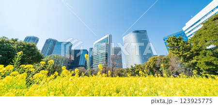 「東京都」東京汐留の高層ビルと浜離宮恩賜庭園の菜の花 123925775
