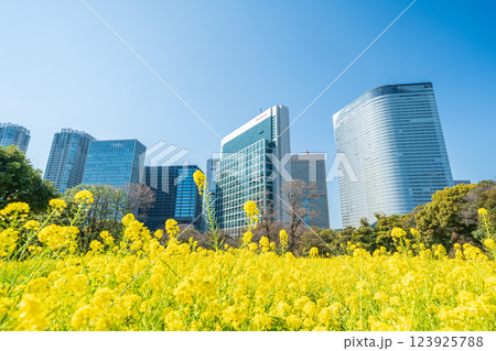 「東京都」東京汐留の高層ビルと浜離宮恩賜庭園の菜の花 123925788