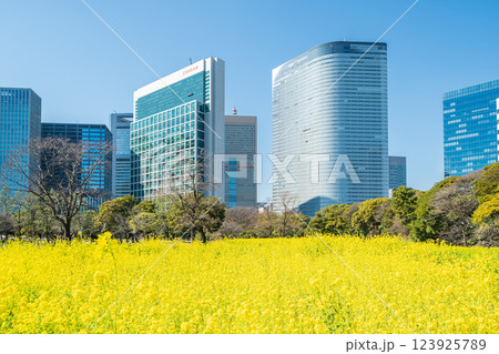 「東京都」東京汐留の高層ビルと浜離宮恩賜庭園の菜の花 123925789