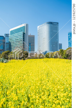 「東京都」東京汐留の高層ビルと浜離宮恩賜庭園の菜の花 「東京都」東京汐留の高層ビルと浜離宮恩賜庭園の菜の花 123925790