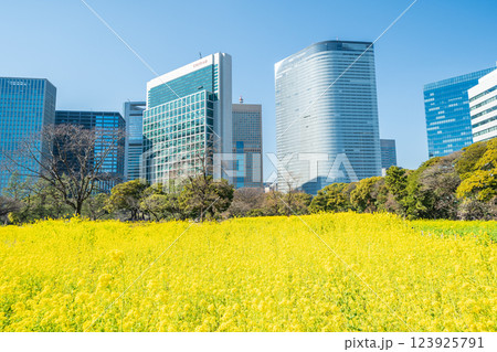 「東京都」東京汐留の高層ビルと浜離宮恩賜庭園の菜の花 123925791