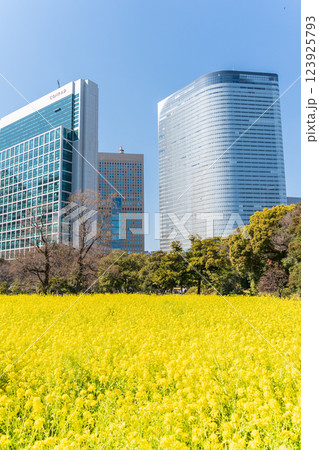 「東京都」東京汐留の高層ビルと浜離宮恩賜庭園の菜の花 123925793