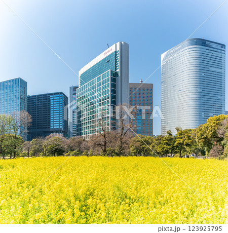 「東京都」東京汐留の高層ビルと浜離宮恩賜庭園の菜の花 「東京都」東京汐留の高層ビルと浜離宮恩賜庭園の菜の花 123925795