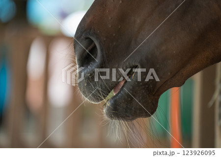 involved with horses involved with horses 123926095