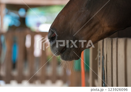 involved with horses involved with horses 123926096